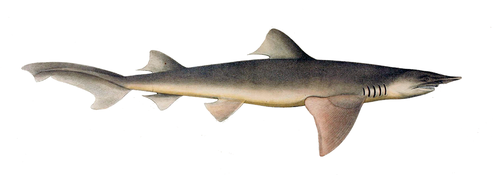 Broadfin shark